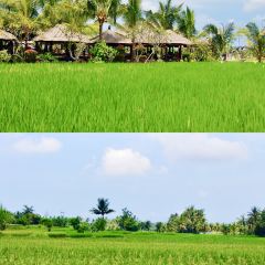 Bebek Joni Restaurant User Photo