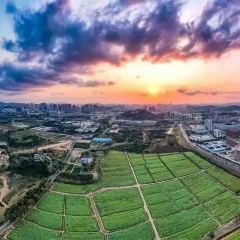 光明刘冰乳鸽店(光明法政北路店) User Photo