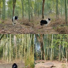 小竹林 User Photo