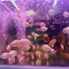 肯德基(大唐大润发店) User Photo
