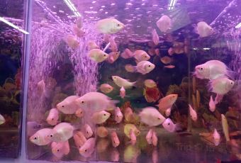 肯德基(大唐大润发店) User Photo