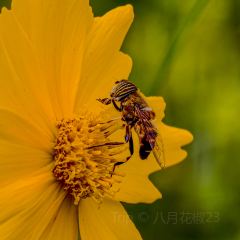 猫屎咖啡(天全服务区店) User Photo