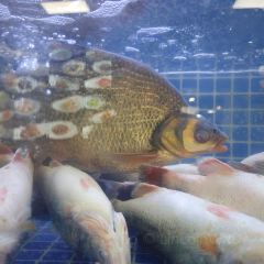 鬱香飯店張用戶圖片