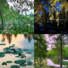 Juzhenyuan Home-Style Cooking User Photo