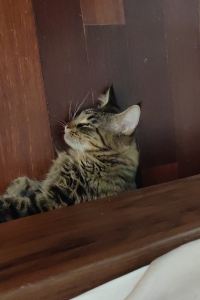 _WeChat57951**** ホテル＆リゾーツ和歌山串本 クーポン