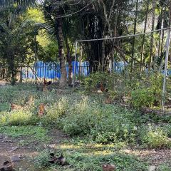 Hupanpijiu Chicken User Photo