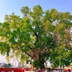 甘英泡鸡脚店 User Photo