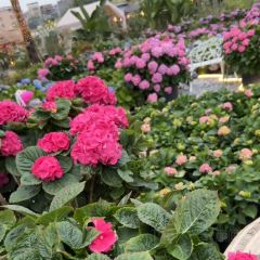 海如的花園張用戶圖片