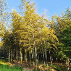 小三毛流浪处明清酒家(南北湖风景区店) User Photo