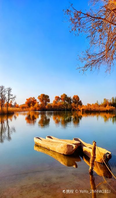 Puhui Farm Populus Euphratica Forest Scenic Area