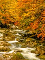 香爐山杜鵑雲海