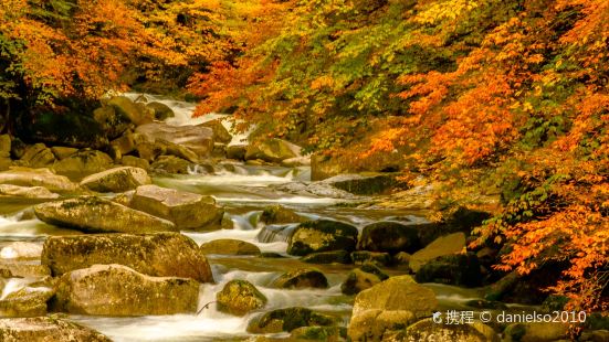 香爐山杜鵑雲海