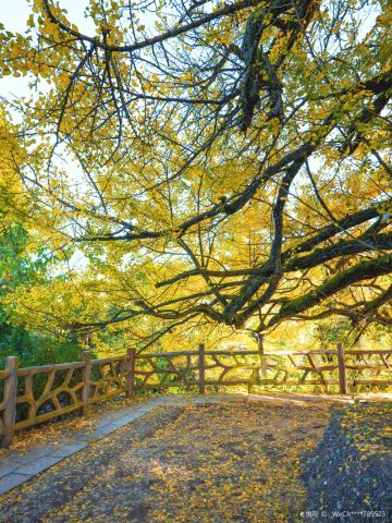 Ginkgo Viewing in Guiyang