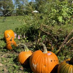 Lake Hill Farm User Photo