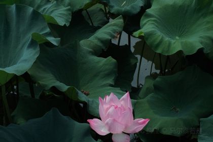 海景壹號海鮮大酒店(濱湖店)