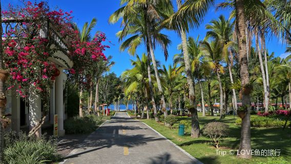 Limu Mountain Forest Park