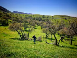 Emin County Wild Fruit Forest Scenic Area