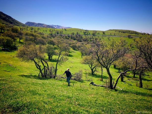 Emin County Wild Fruit Forest Scenic Area