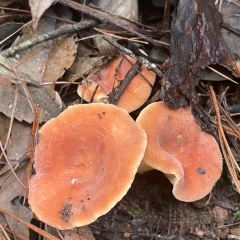 糊辣鸡饭庄 User Photo
