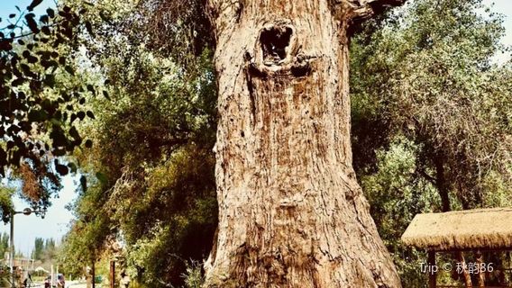 Millennium Populus Euphratica King