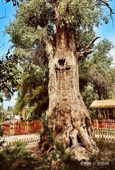 Millennium Populus Euphratica King