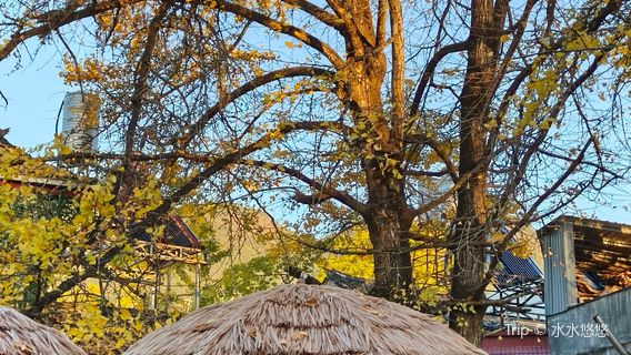 teng chong yin xing xiao zhen