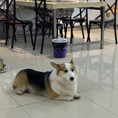 石遇火山岩石烤肉朝鲜菜 ảnh của người dùng