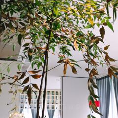 墨宴湖畔餐厅 User Photo
