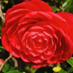 Jiahuabingwu (jinseguangchang) User Photo