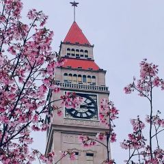 南窗椿雨 User Photo