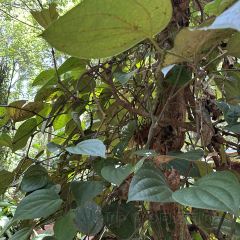 iswara ayurvedic villiage spice garden User Photo