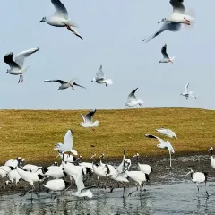 MA XIAO MA JIA User Photo