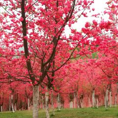 临福山庄 ảnh của người dùng