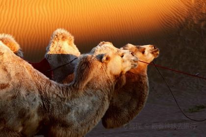 贝勒塔拉·手把肉·蒙餐(和平路店)