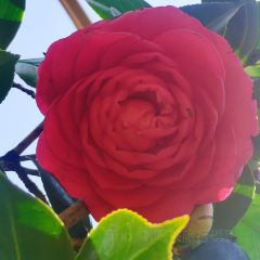 Jiahuabingwu (jinseguangchang) User Photo