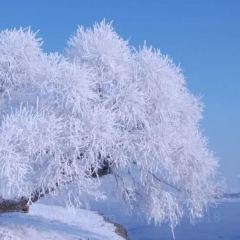 金达莱冷面馆 User Photo