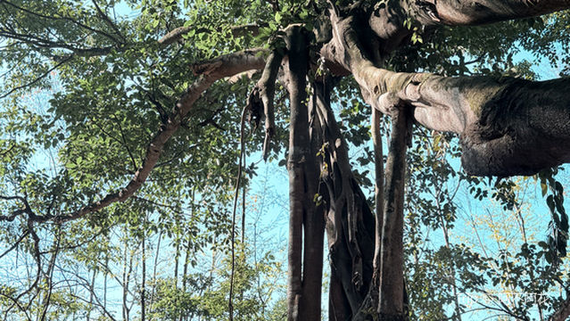 shang jing kan rong shu wang