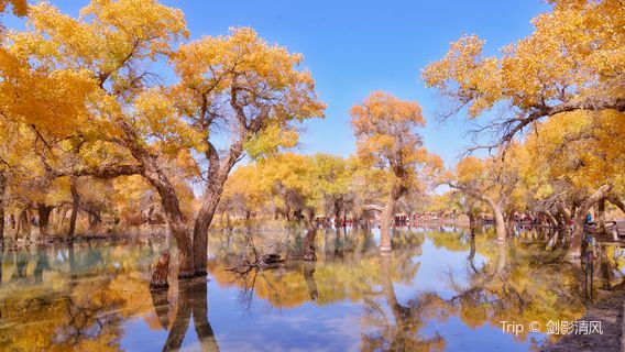 Yili Resource Desert Woodwood Forest