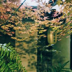 清晨到来 User Photo