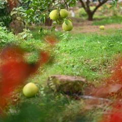 宝马生态农庄·柴火鸡(宝马店) User Photo