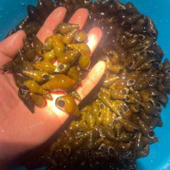 明味生態農莊張用戶圖片