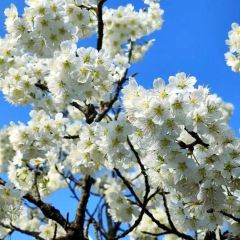 西鄉櫻花山莊度假村用戶圖片