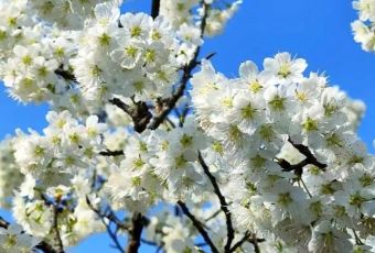 西乡樱花山庄度假村 User Photo