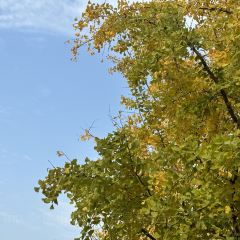 袁姐萝卜饺子(中山路店) User Photo