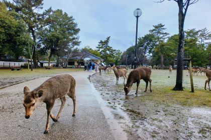 Kamameshi Shizuka Kouen-ten