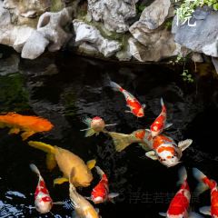 鲤院·新中式美学·庭院餐厅(夫子庙店) 여행 사진