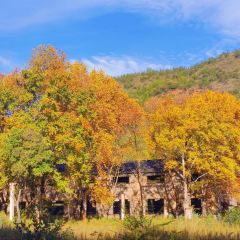 Zhan yi gong shi la zi Chicken (zhan yi) User Photo