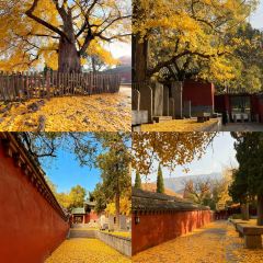 AWU YELLOW RIVER COMMON CARP User Photo