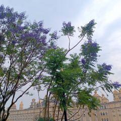 漢堡王（梅嶺觀海店）張用戶圖片