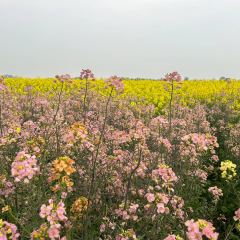 满天香鸭头 User Photo